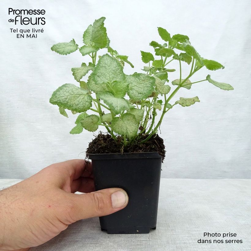 Spécimen de Lamium maculatum White Nancy - Lamier blanc en godet de 9 cm tel que livré au printemps