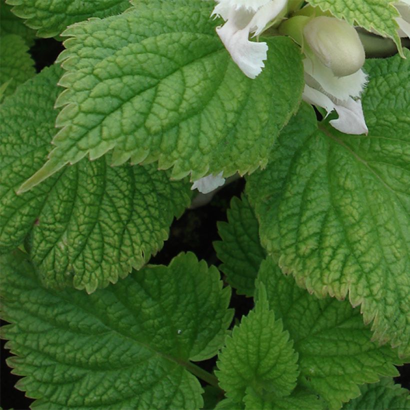 Lamium orvala Album - Lamier orvale (Feuillage)