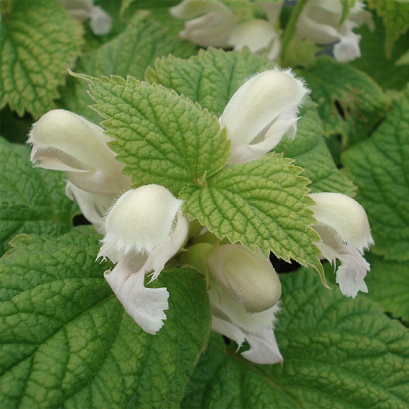 Lamium orvala Album - Lamier orvale (Floraison)