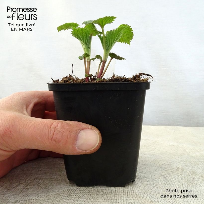 Spécimen de Lamium orvala - Lamier orvale Godet de 9cm tel que livré au printemps
