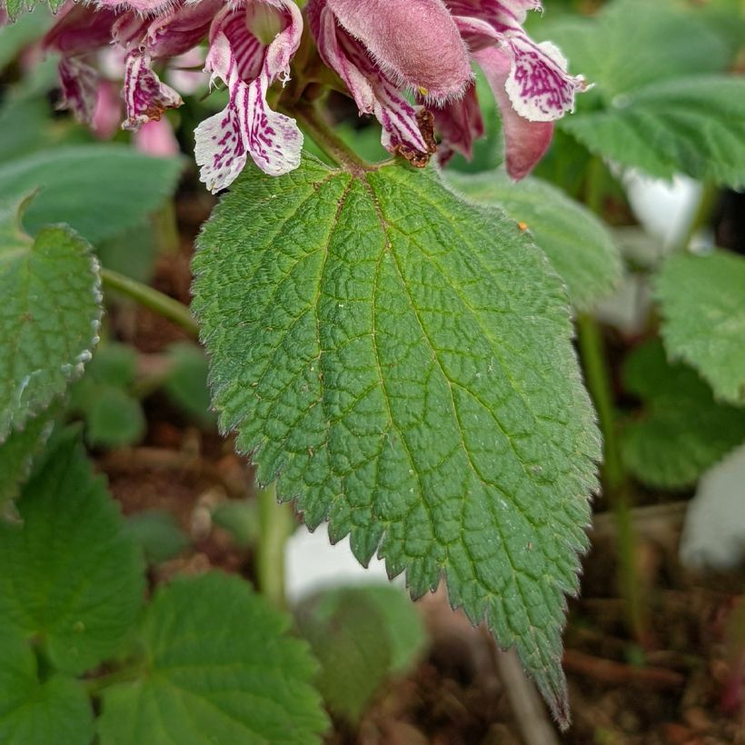 Lamium orvala - Lamier orvale (Feuillage)