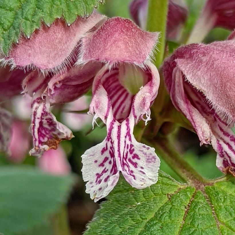 Lamium orvala - Lamier orvale (Floraison)