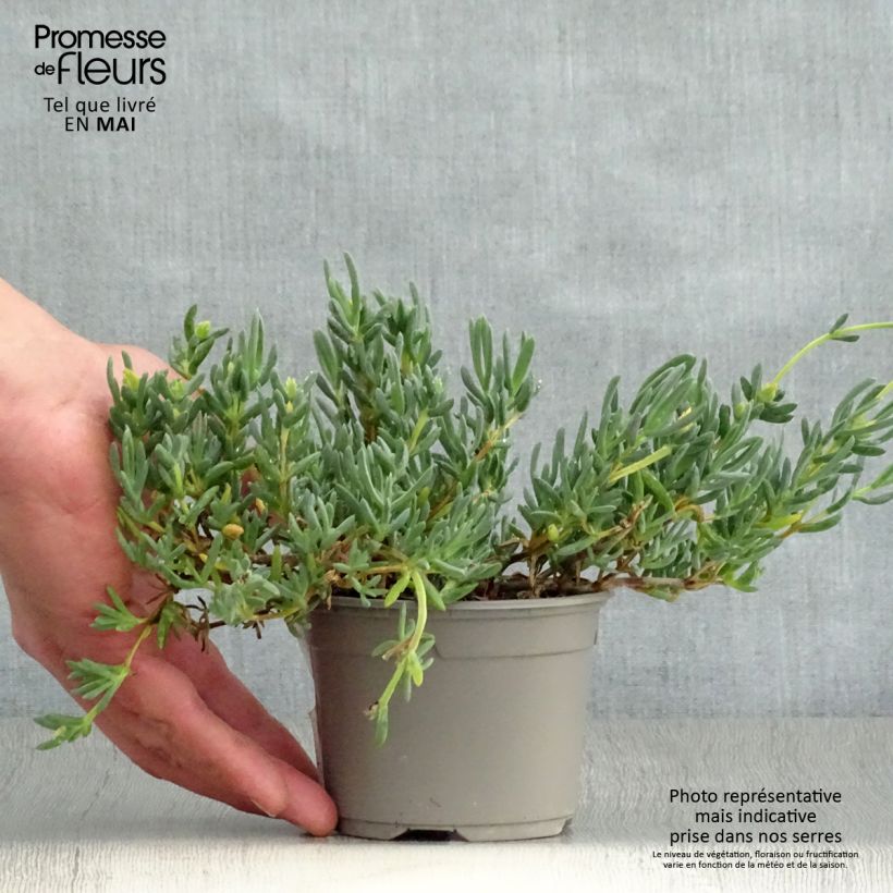 Spécimen de Lampranthus aurantiacus Fleurs roses - Ficoïde orange à fleurs roses Godet de 9cm tel que livré au printemps