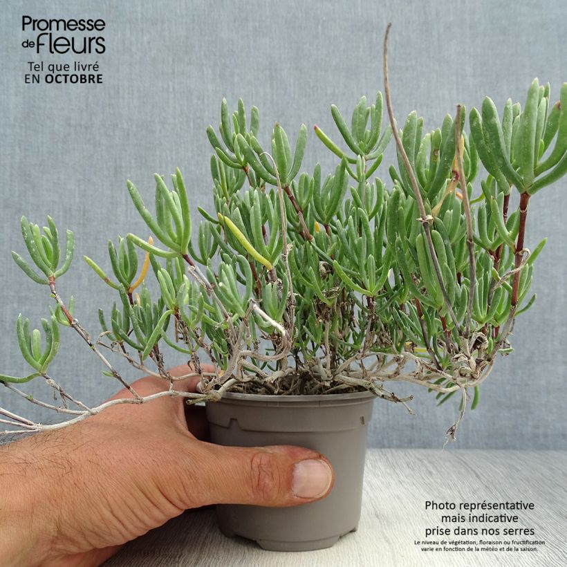 Spécimen de Lampranthus aurantiacus Fleurs roses - Ficoïde orange à fleurs roses Godet de 8/9 cm tel que livré en automne