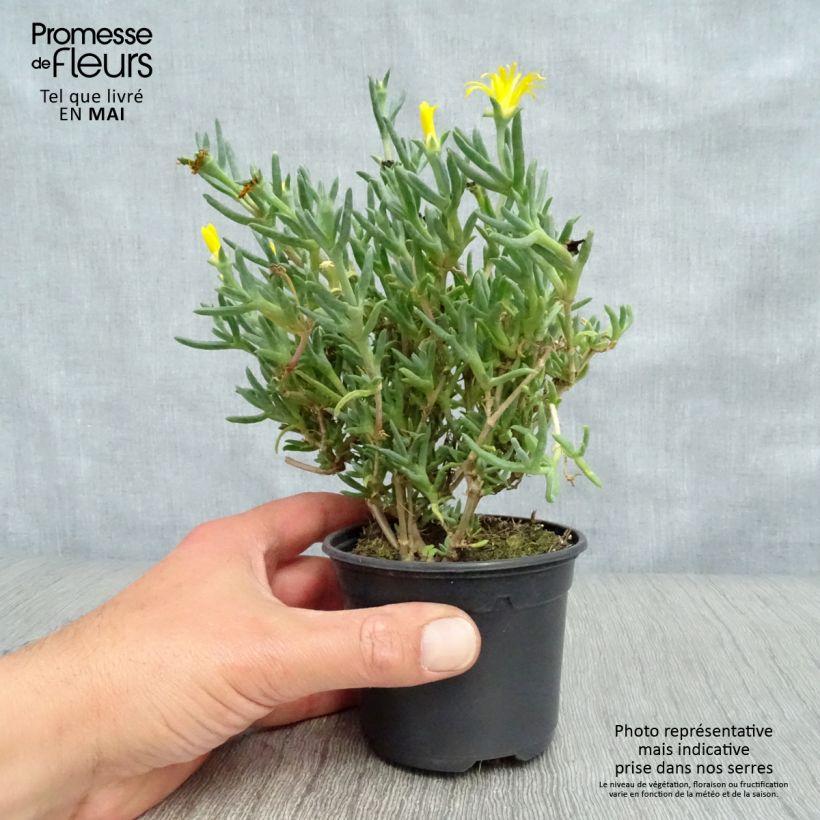 Spécimen de Lampranthus aurantiacus à fleurs jaunes - Ficoïde orange Godet de 9cm tel que livré au printemps