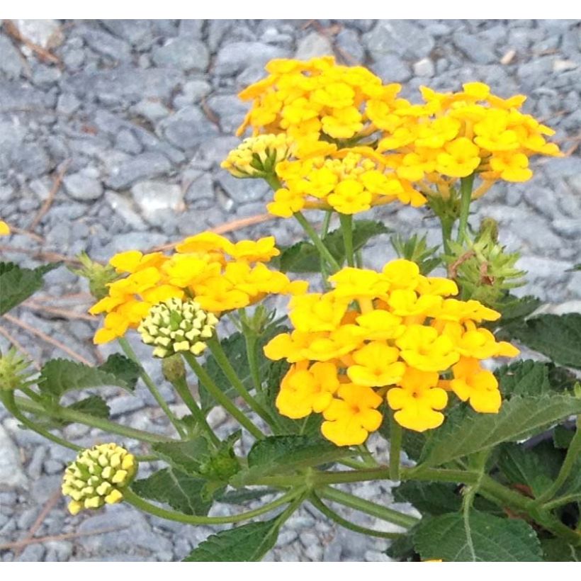 Lantana Chapel Hill Gold (Floraison)