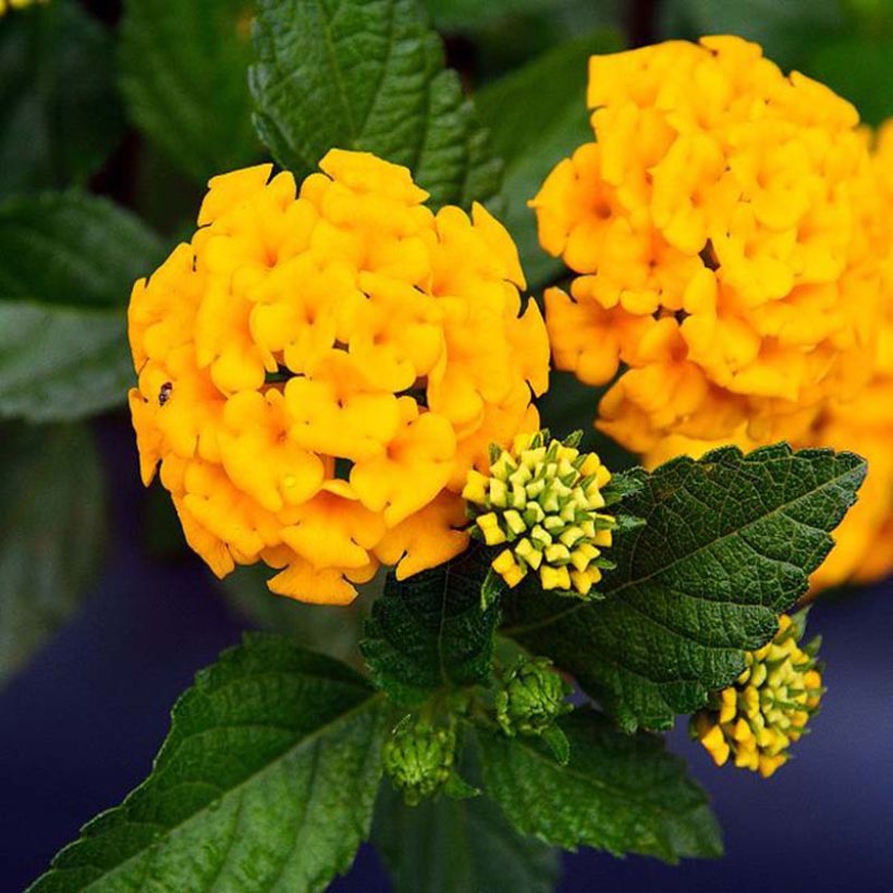 Lantana Chapel Hill Yellow (Floraison)