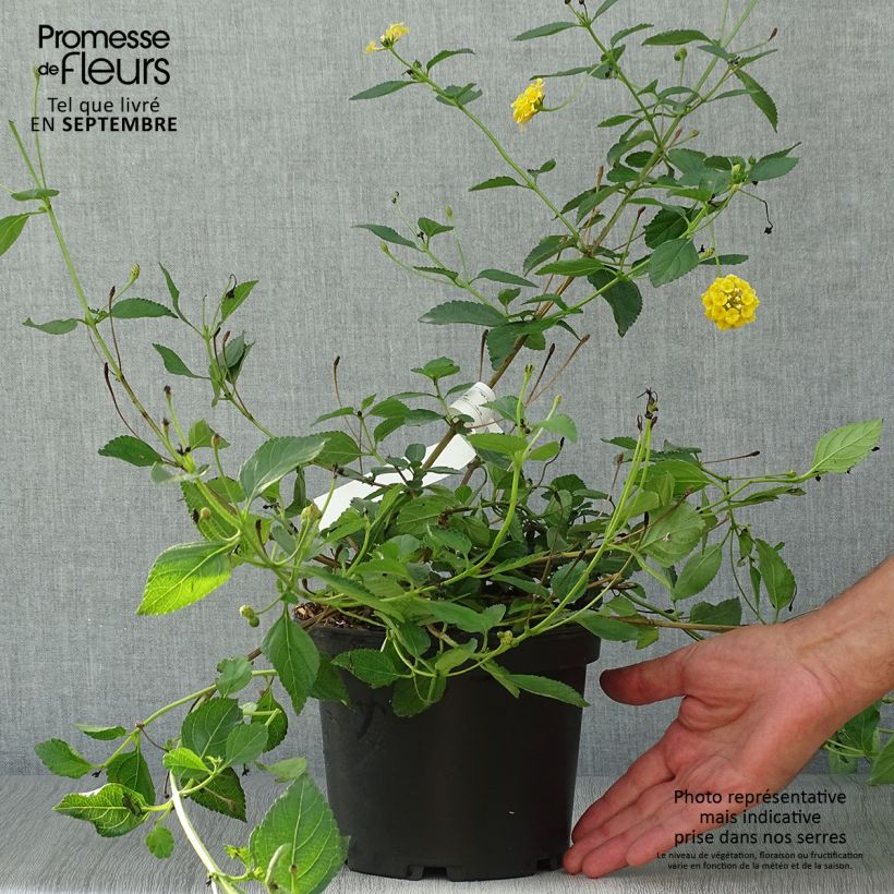 Spécimen de Lantana Chapel Hill Yellow Pot de 2L/3L tel que livré en automne