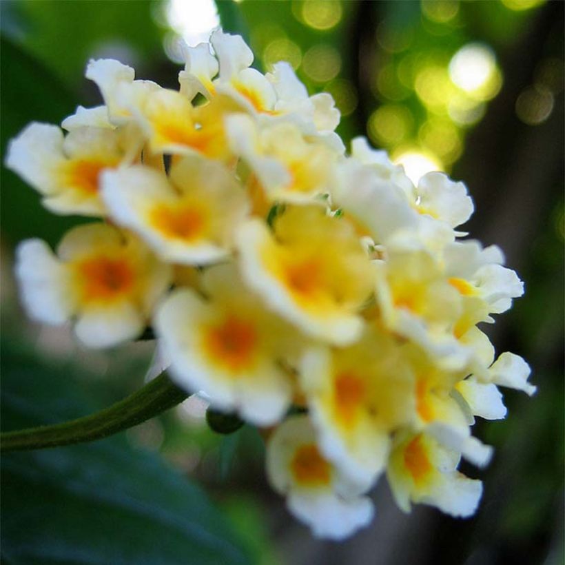 Lantana Sunny Side Up (Floraison)