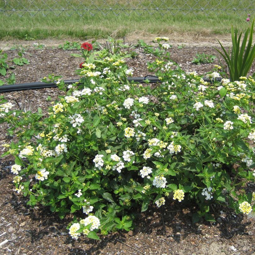 Lantana Sunny Side Up (Port)