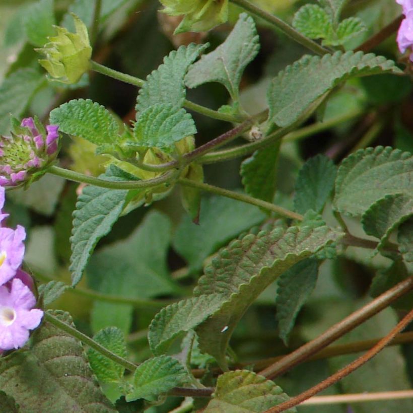 Lantana montevidensis Mauve - Lantanier rampant (Feuillage)