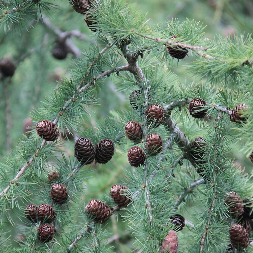 Larix decidua - Mélèze d'Europe (Feuillage)