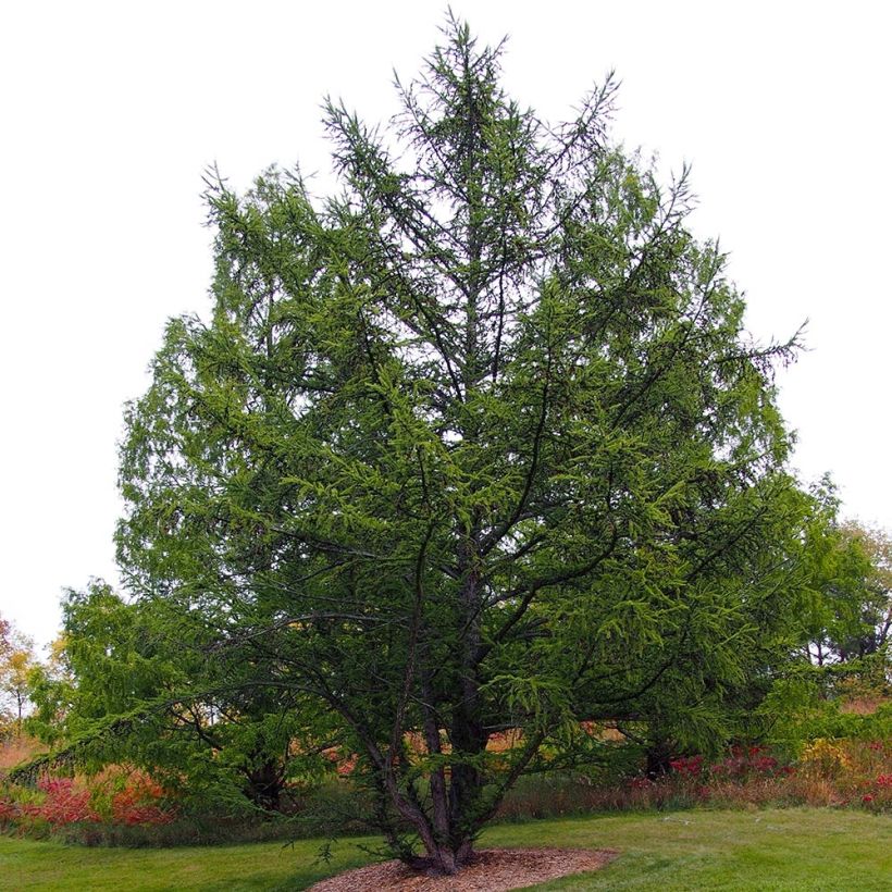 Larix decidua - Mélèze d'Europe (Port)