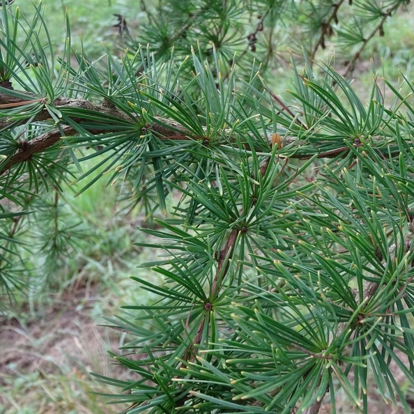 Larix kaempferi - Mélèze du Japon (Feuillage)