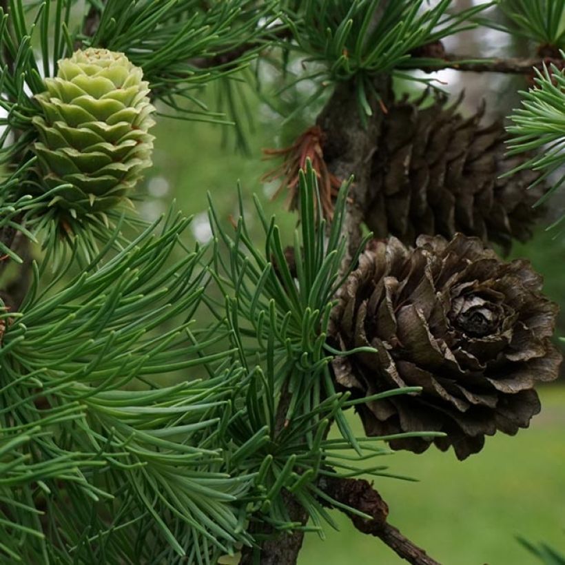 Larix kaempferi - Mélèze du Japon (Récolte)