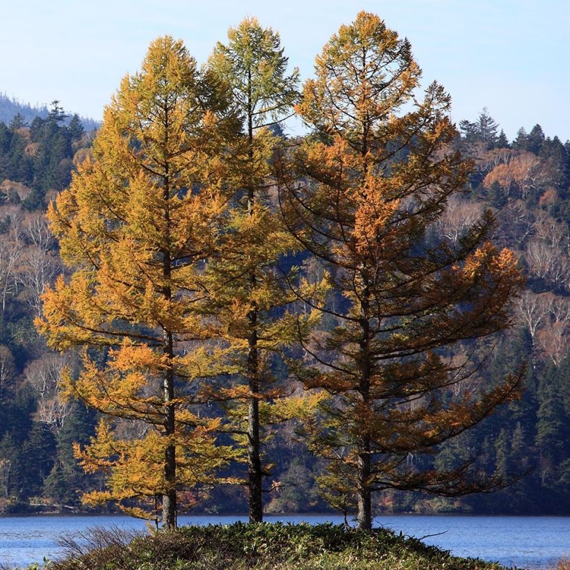 Larix kaempferi - Mélèze du Japon (Port)