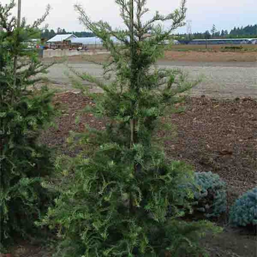 Mélèze du Japon tortueux - Larix kaempferi Diana                           (Port)