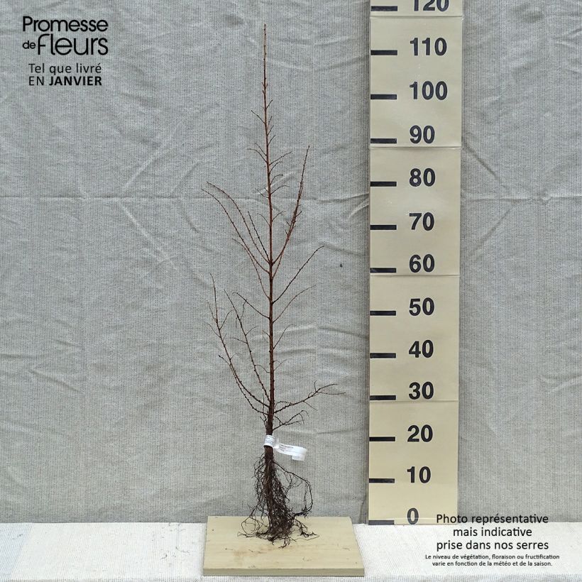 Spécimen de Larix kaempferi - Mélèze du Japon Racines nues tel que livré en hiver
