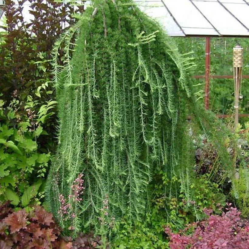 Larix kaempferi Stiff Weeping - Mélèze du Japon Stiff Weeping (Port)