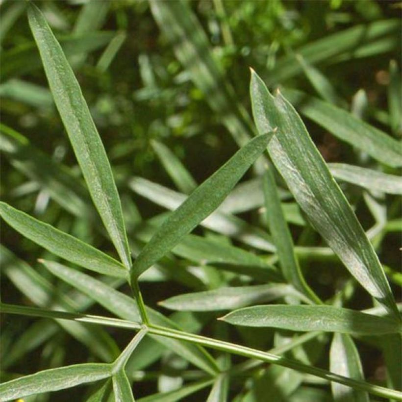 Laserpitium siler - Sermontain (Feuillage)