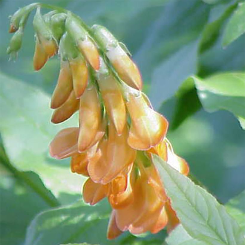 Lathyrus aureus, Pois vivace (Floraison)