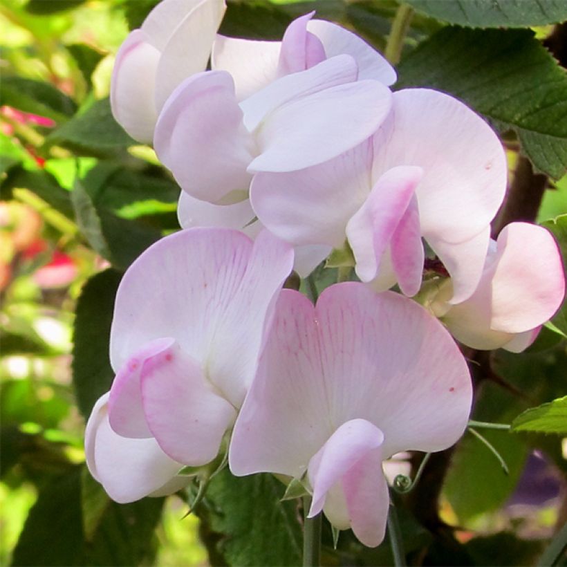 Lathyrus latifolius Pink Pearl (Floraison)