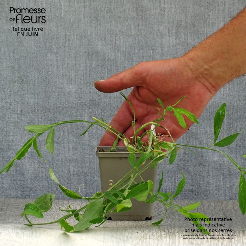 Spécimen de Lathyrus latifolius Pink Pearl Godet de 8/9 cm tel que livré en été