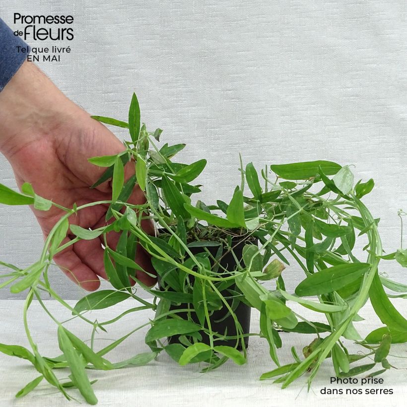 Spécimen de Lathyrus latifolius Pink Pearl en godet de 9 cm tel que livré au printemps