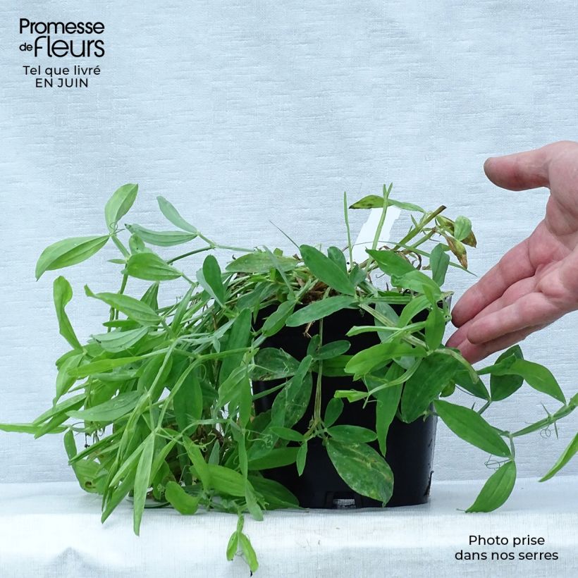 Spécimen de Lathyrus latifolius Pink Pearl Pot de 2L/3L tel que livré en été