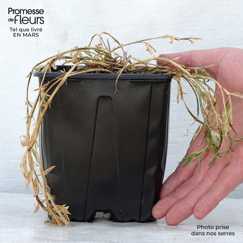 Spécimen de Lathyrus latifolius Pink Pearl en pot de 2/3 litres tel que livré au printemps