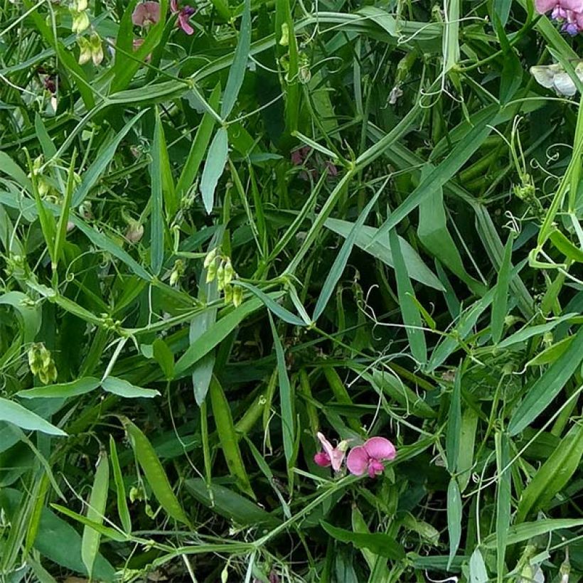 Lathyrus latifolius Red Pearl - Gesse à larges feuilles (Feuillage)