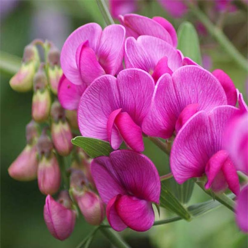 Lathyrus latifolius Red Pearl - Gesse à larges feuilles (Floraison)