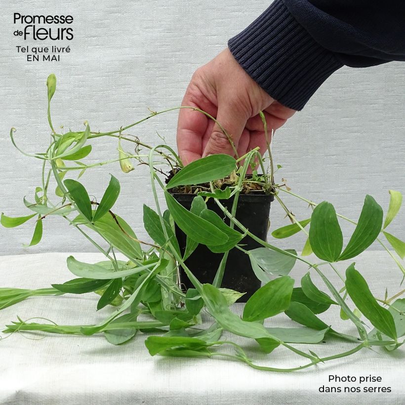 Spécimen de Lathyrus latifolius Red Pearl - Gesse à larges feuilles en godet de 9 cm tel que livré au printemps