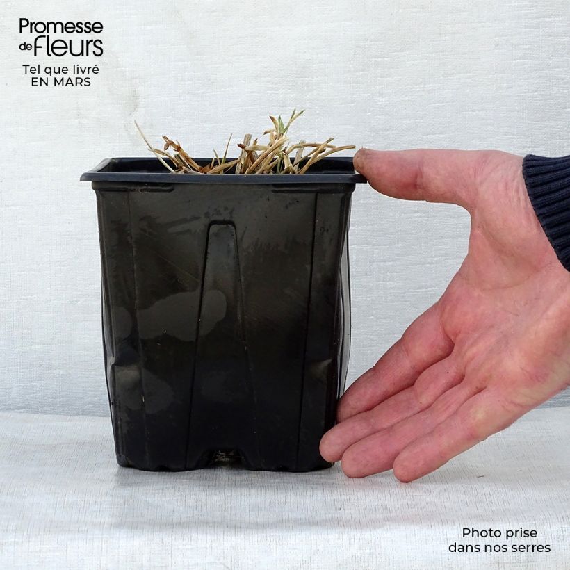 Spécimen de Lathyrus latifolius Red Pearl - Gesse à larges feuilles en pot de 2/3 litres tel que livré au printemps
