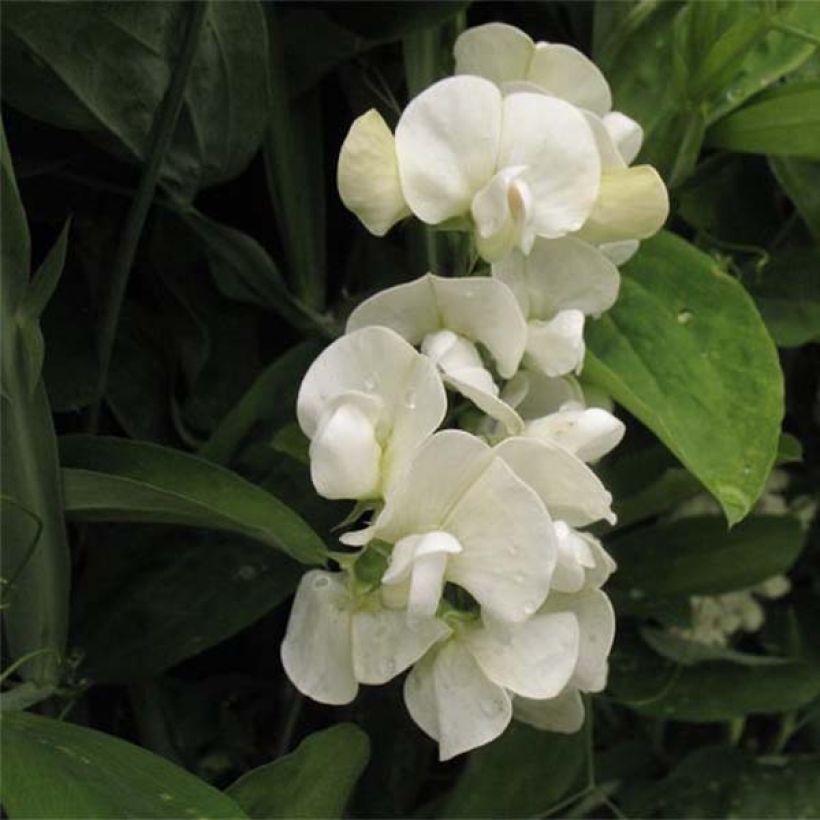 Lathyrus latifolius White Pearl  (Floraison)