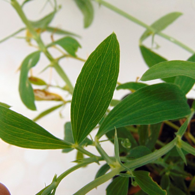 Lathyrus latifolius White Pearl  (Feuillage)