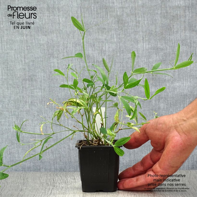 Spécimen de Lathyrus latifolius White Pearl  Godet de 8/9 cm tel que livré en été