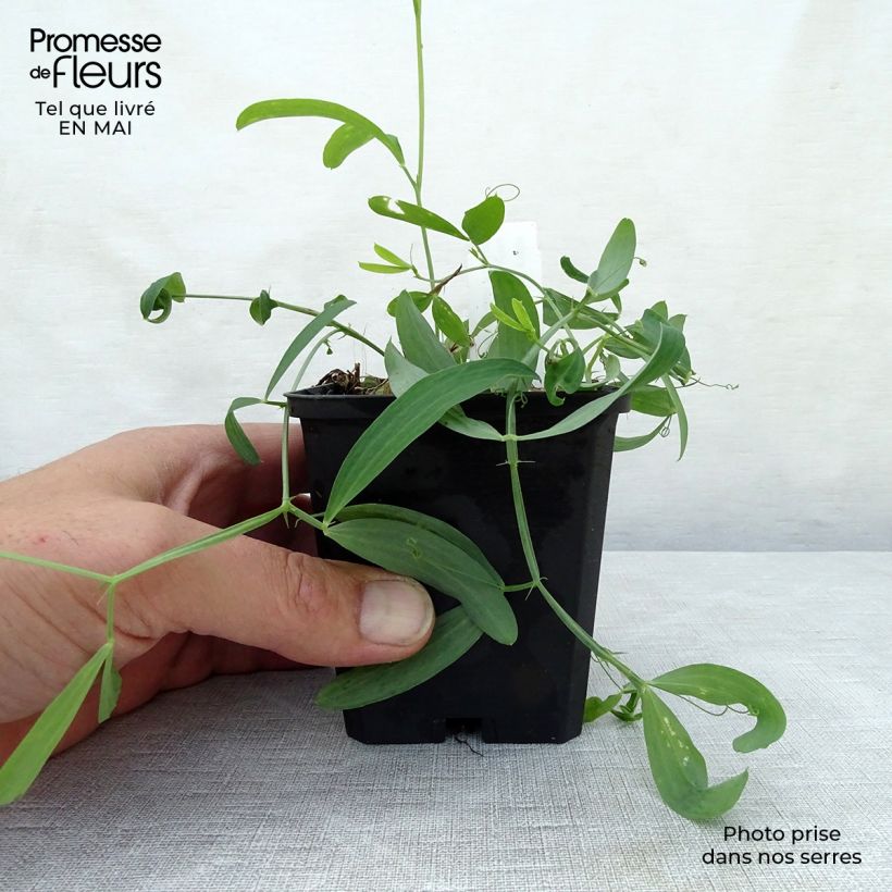 Spécimen de Lathyrus latifolius White Pearl - Gesse à larges feuilles en godet de 9 cm tel que livré au printemps