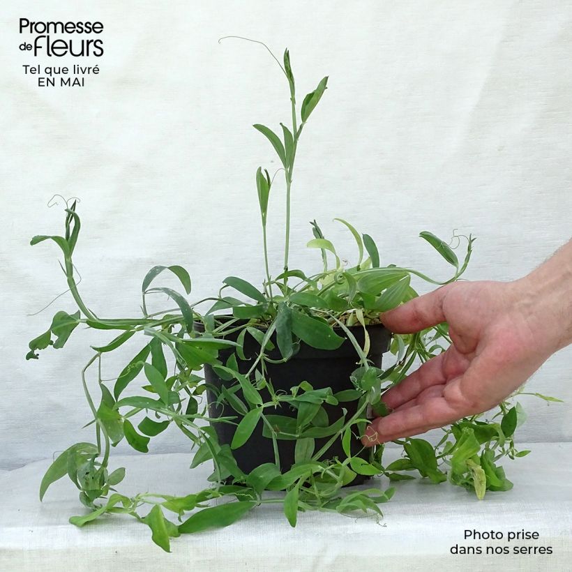 Spécimen de Lathyrus latifolius White Pearl en pot de 2L/3L tel que livré au printemps