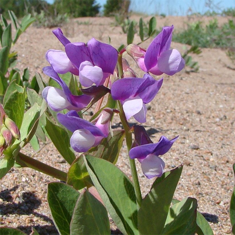 Lathyrus maritimus (Floraison)
