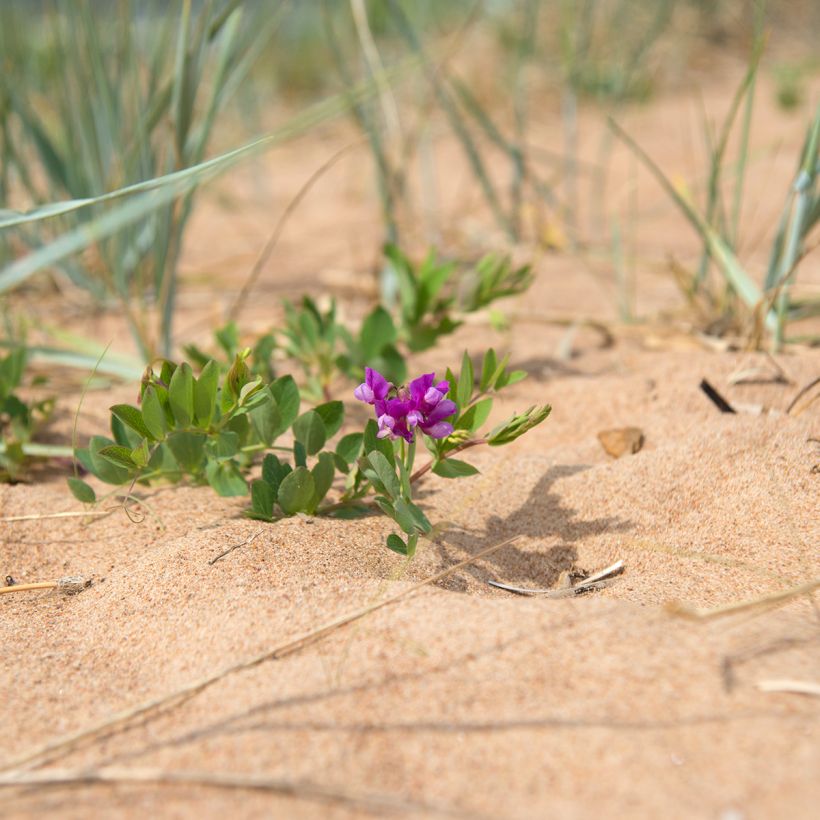 Lathyrus maritimus (Port)