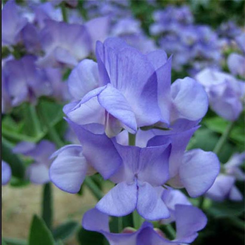 Graines de Pois de senteur bleu de Lord Anson - Lathyrus nervosus Lord Anson's Pea  (Floraison)