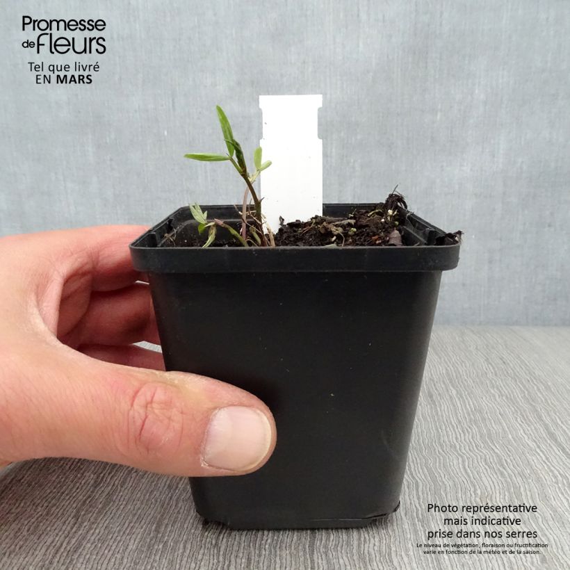 Spécimen de Lathyrus niger -  Pois vivace Godet de 8/9 cm tel que livré au printemps