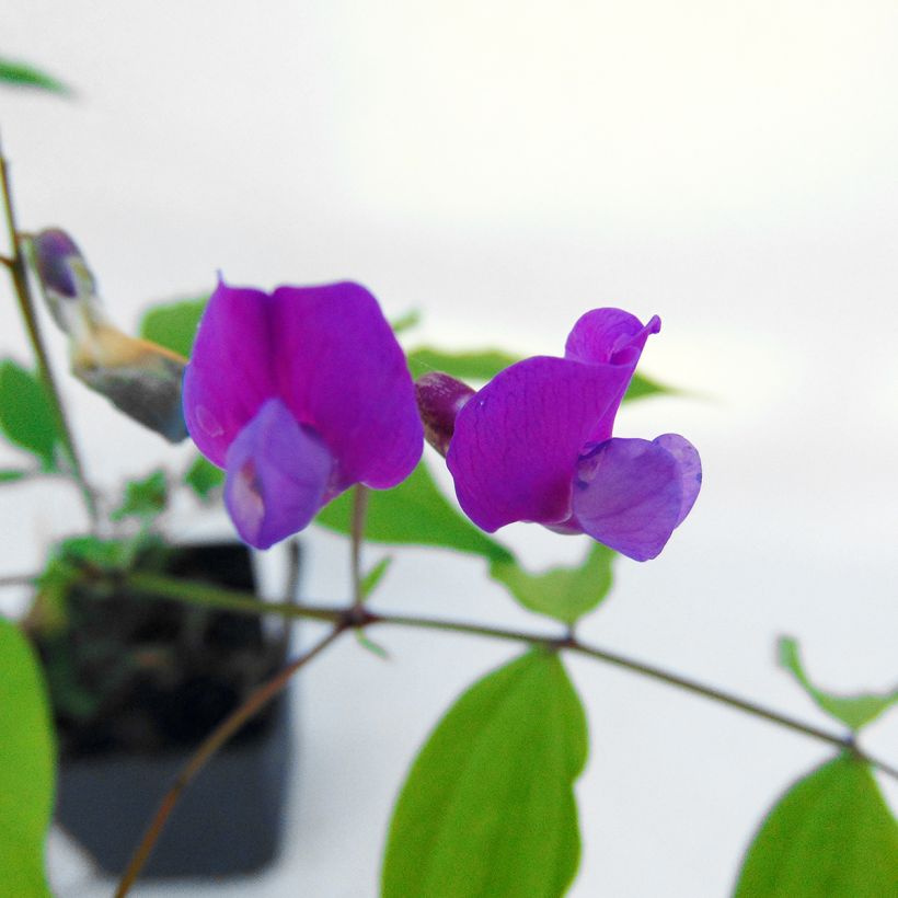 Lathyrus vernus - Pois de senteur vivace (Floraison)