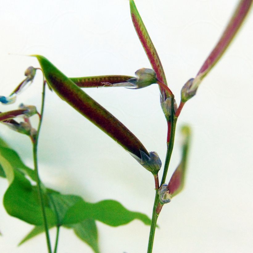 Lathyrus vernus - Pois de senteur vivace (Récolte)