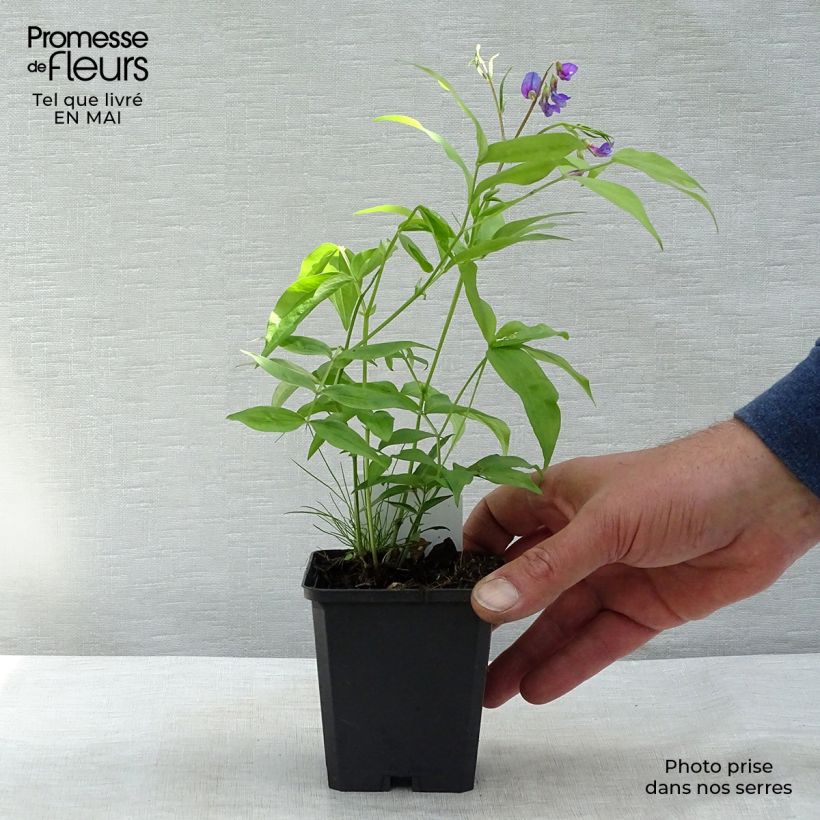 Spécimen de Lathyrus vernus - Pois de senteur vivace Godet de 9cm tel que livré au printemps