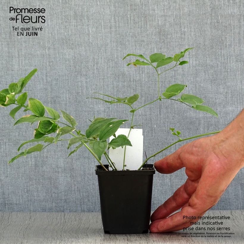 Spécimen de Lathyrus vernus - Pois de senteur vivace Godet de 8/9 cm tel que livré en été