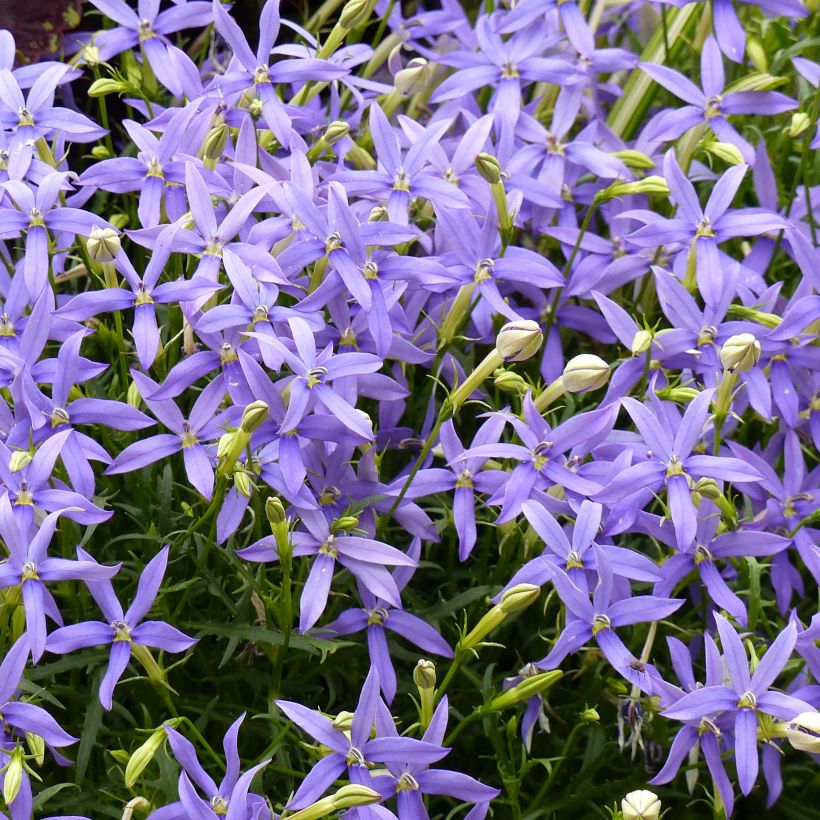 Laurentia ou Isotoma Beth's Blue (Floraison)