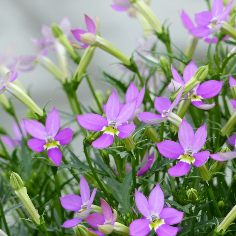 Laurentia ou Isotoma Patti's Pink (Floraison)