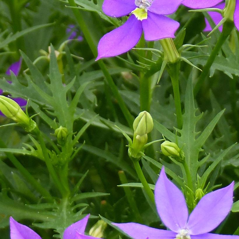 Laurentia ou Isotoma Fizz'n'Pop Glowing Purple (Feuillage)